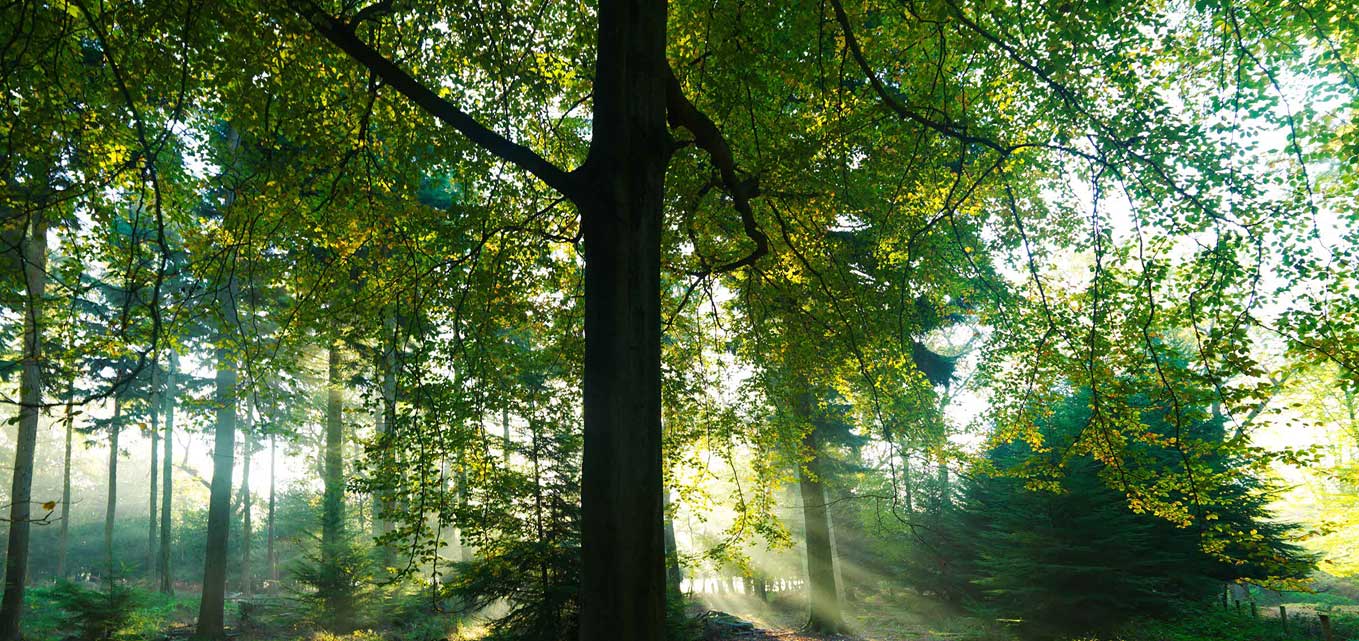 “Diary of a Positive Soul”