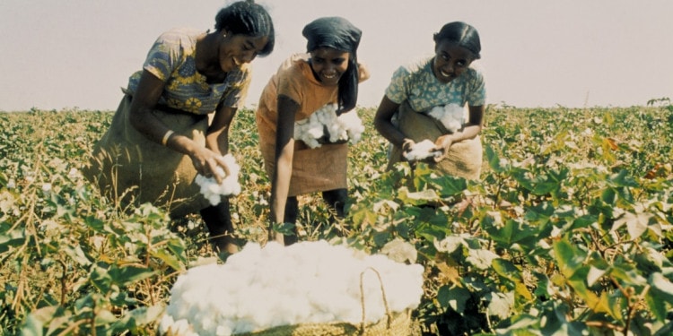 FAO: From a Technical to a Highly Politicized Agency