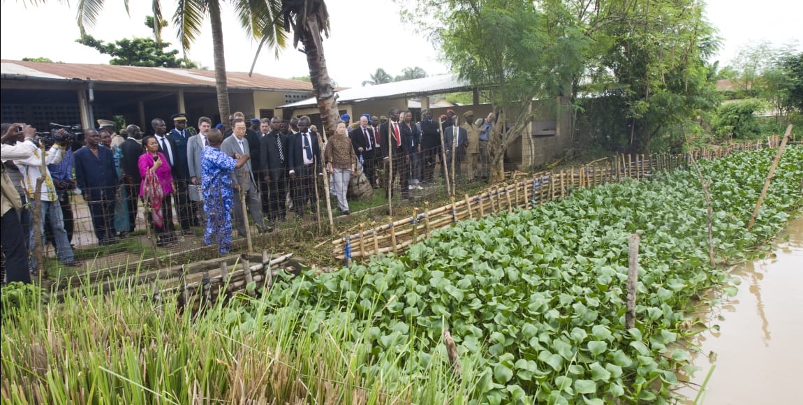 FAO: Revived But For How Long?