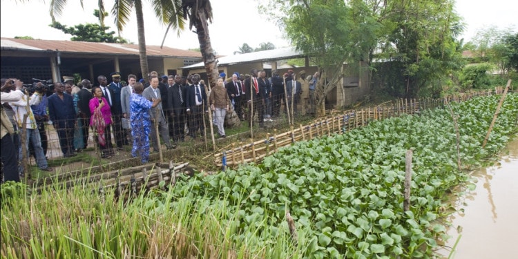 FAO: Revived But For How Long?