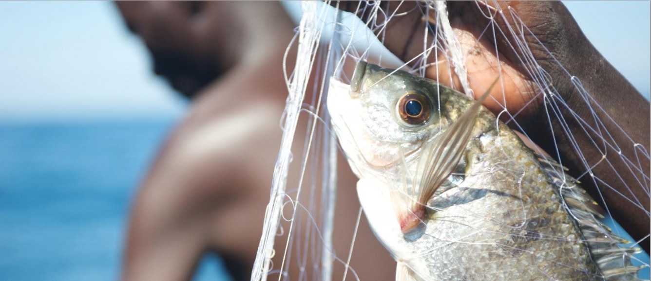 Overfishing, Climate Change and Hunger