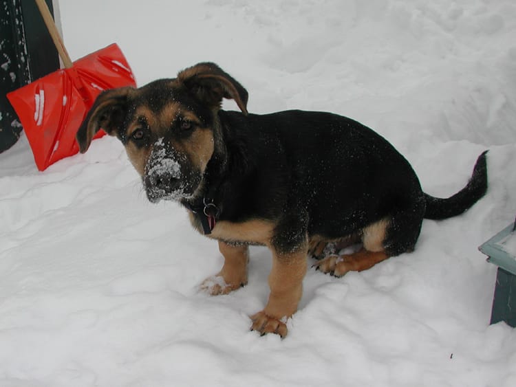 “Destiny and a Dog” – Diary of a Positive Soul #5