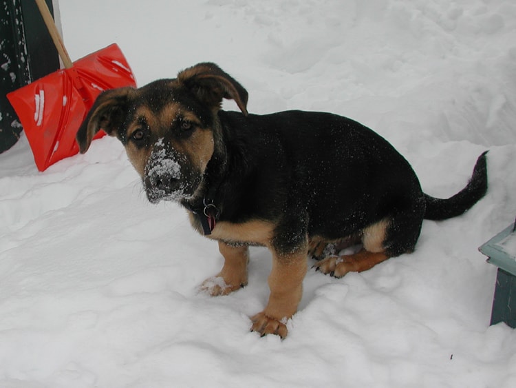 “Destiny and a Dog” – Diary of a Positive Soul #5