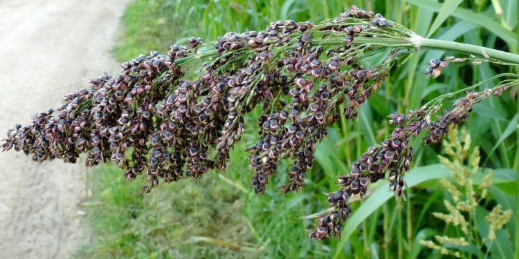 Sweet Sorghum Better than Sugarcane