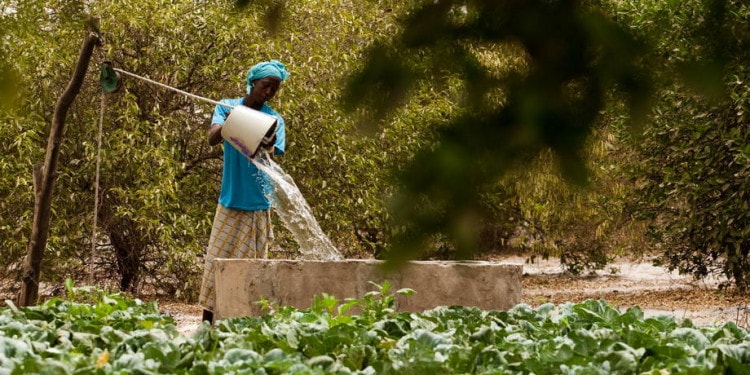 South-South Cooperation: The Partnership