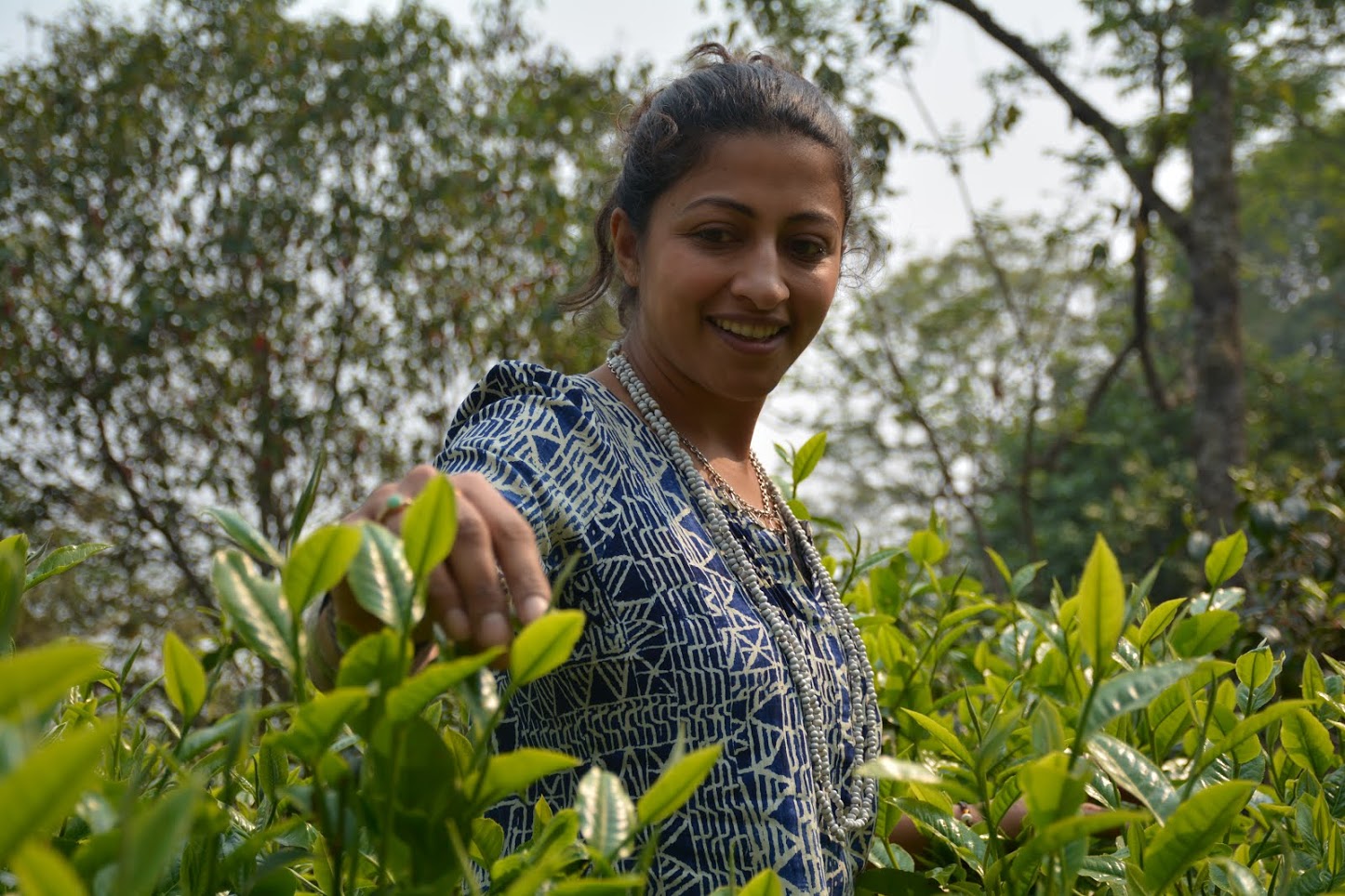 How Climate Change Threatens Our Morning Tea: The Interview