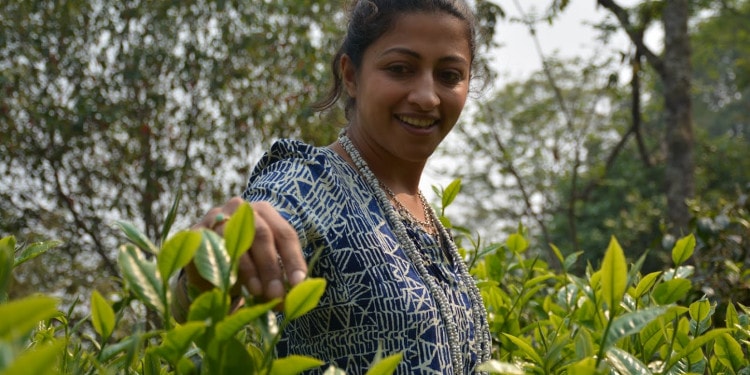 How Climate Change Threatens Our Morning Tea: The Interview