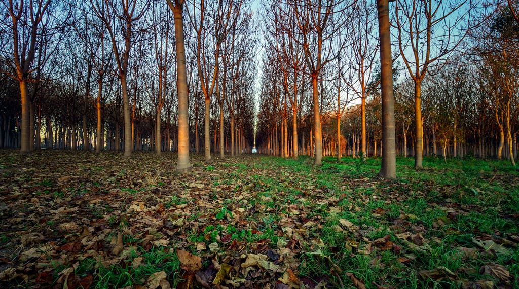 FORESTS: Innovation from multiple to seasonal cropping