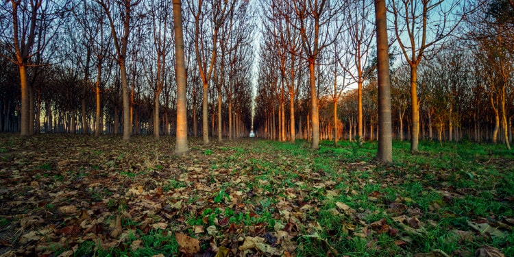 FORESTS: Innovation from multiple to seasonal cropping