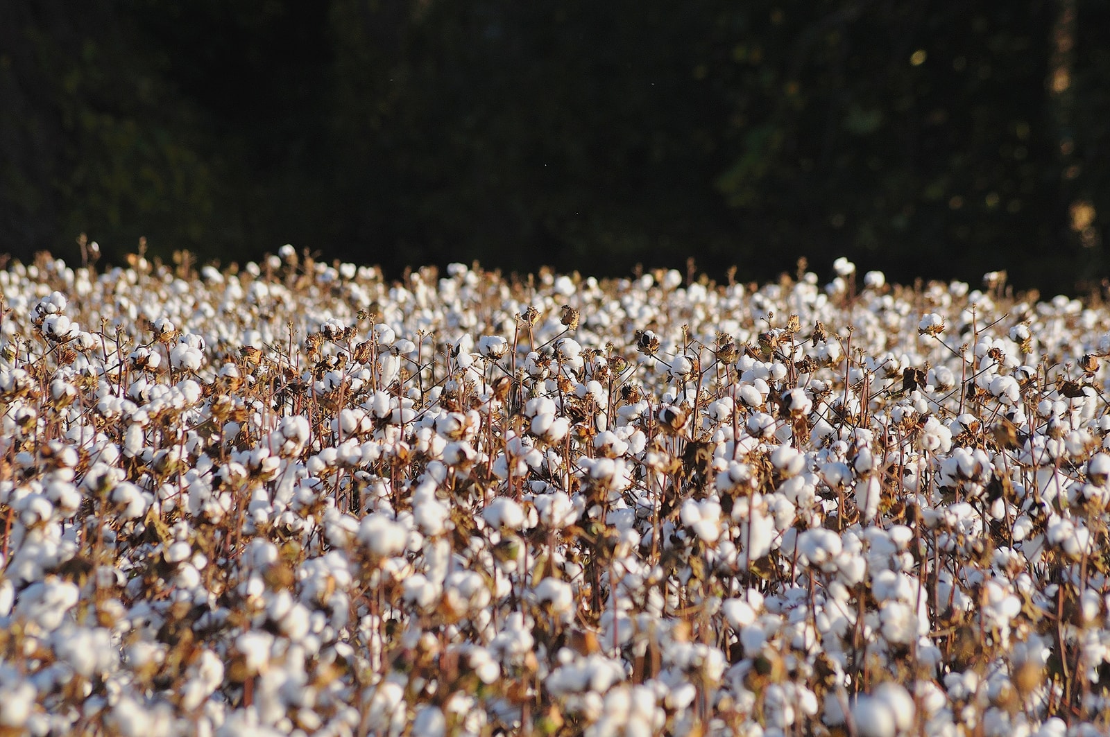 Sustainable fashion – Today and tomorrow