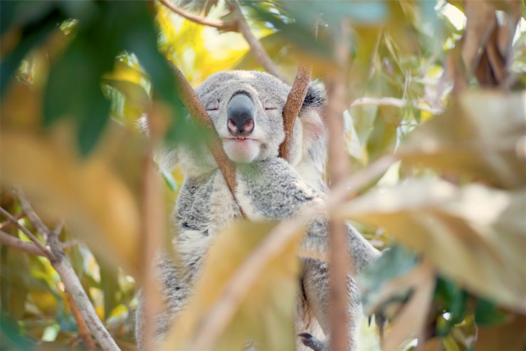 "I love animal personalities, and I just feel a real affinity for them. I have the patience to sit there and wait for their expressions."