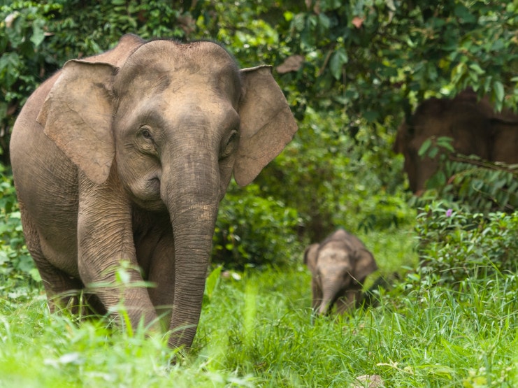 200_3231credit Marc Ancrenaz