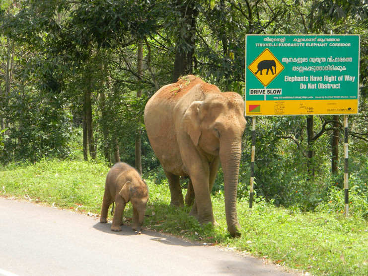 Elephant & calf in front of board 2 (c) Ramith M. - WTI
