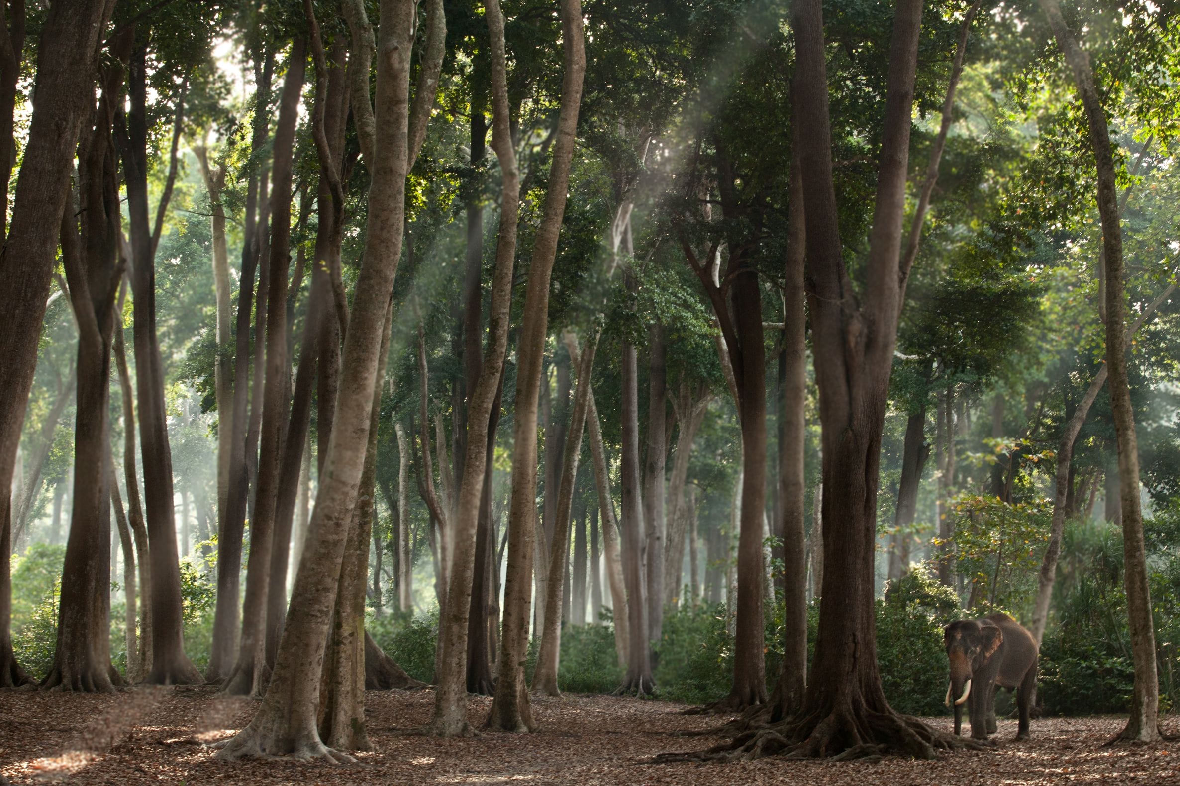 Elephant Family – an Adventure of Elephants, Art, and Conservation