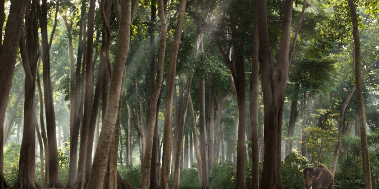 Elephant Family – an Adventure of Elephants, Art, and Conservation