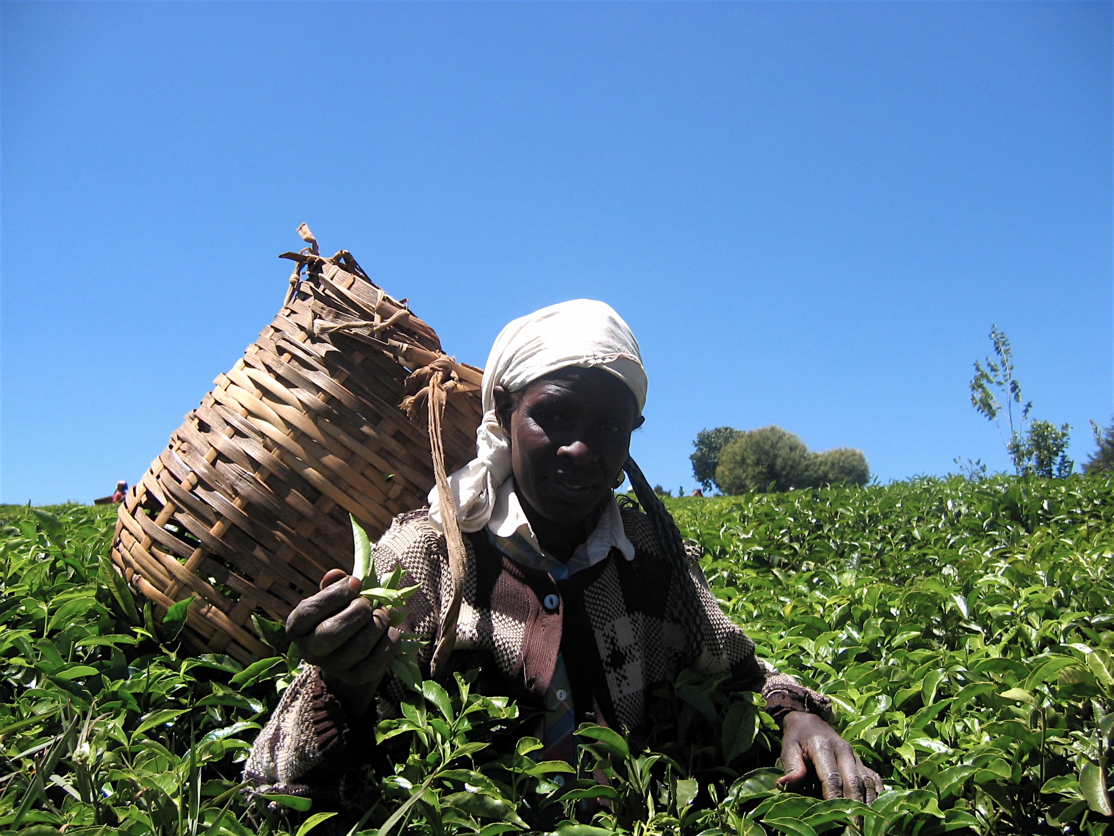 147382866_502a6e58af_o