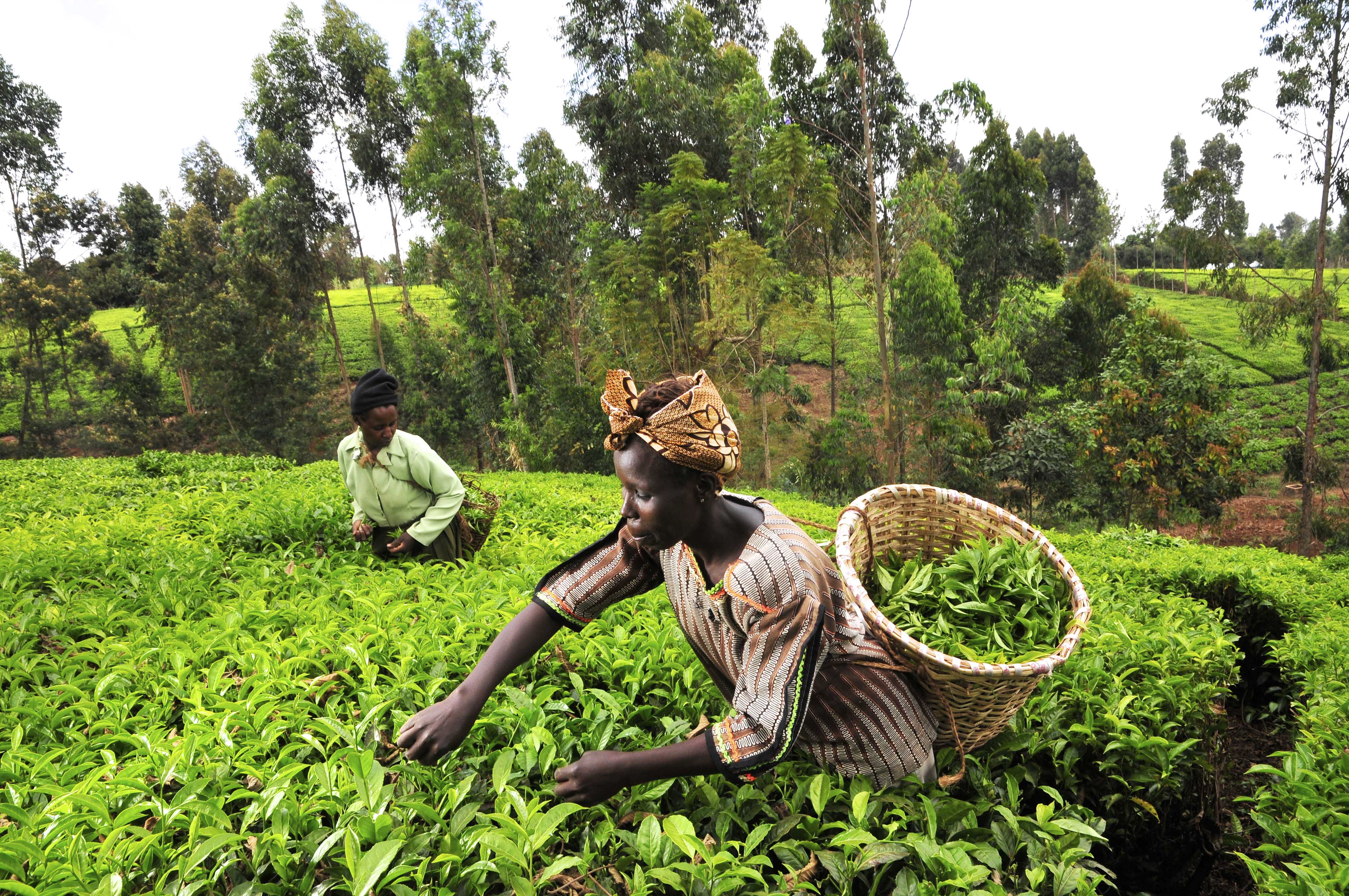 Ethical Tea Partnership- Adapting Smallholders to Climate Change