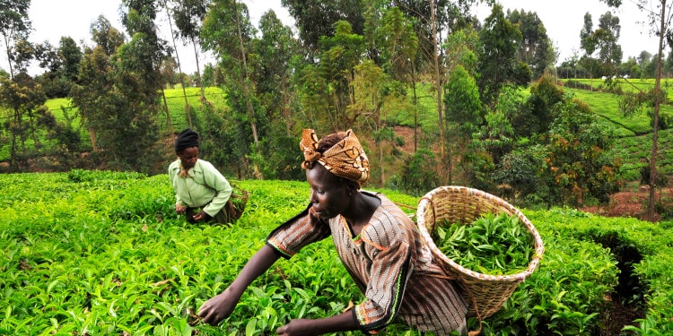 Ethical Tea Partnership- Adapting Smallholders to Climate Change