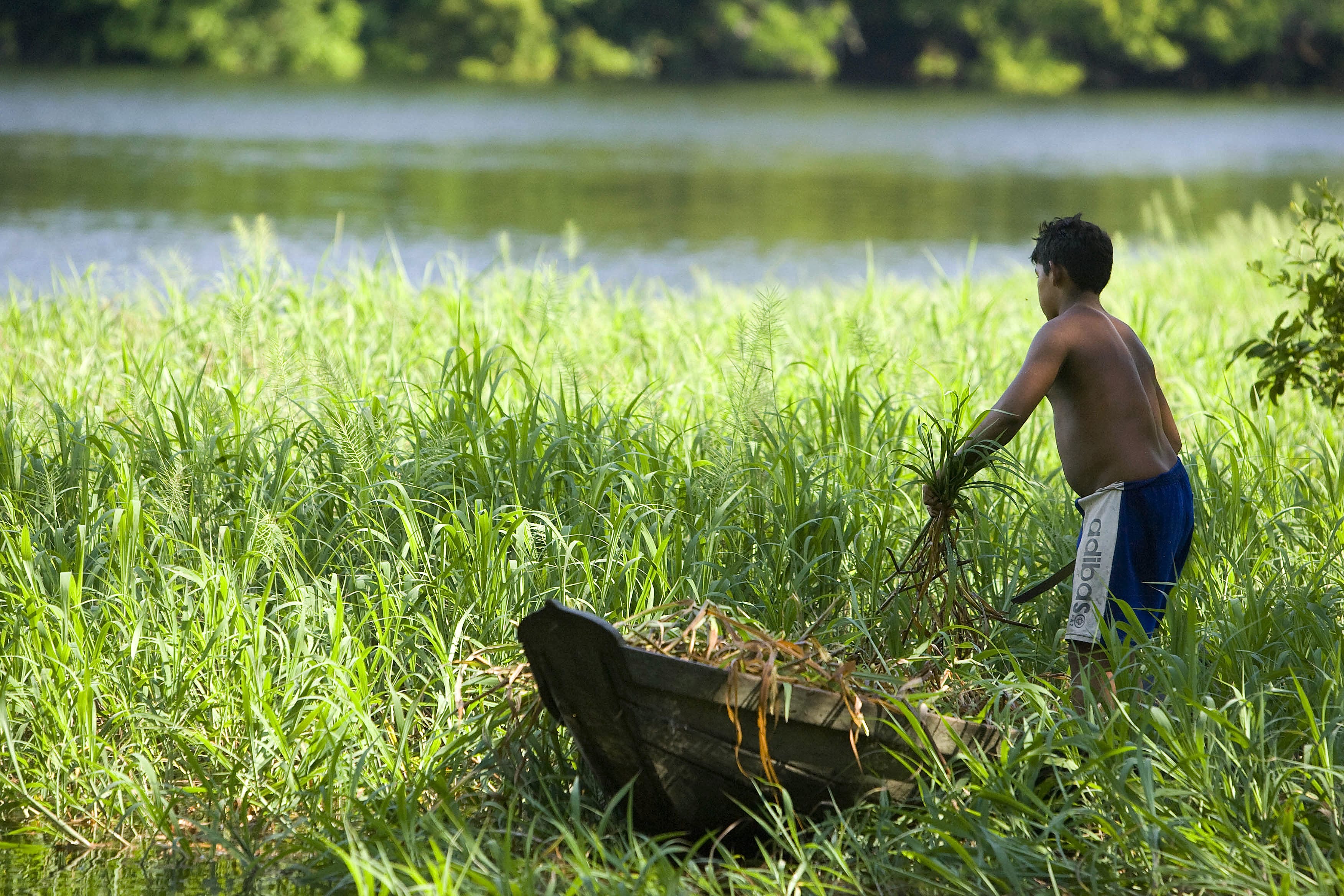 Brazil, the largest and most populous country in Latin America and the fifth largest in the world in both area and population is also where nearly 40 percent of all the tropical rainforest left in the world is found. In the National Tapajos forest, in the state of Para, about 7000 people in 35 communities live in government protected forests. These photos are taken inside the protected area and portray the coexistence of the forest and the people.