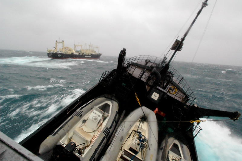SSCS ship, Farley Mowat, hunts Japanese whale poaching vessels