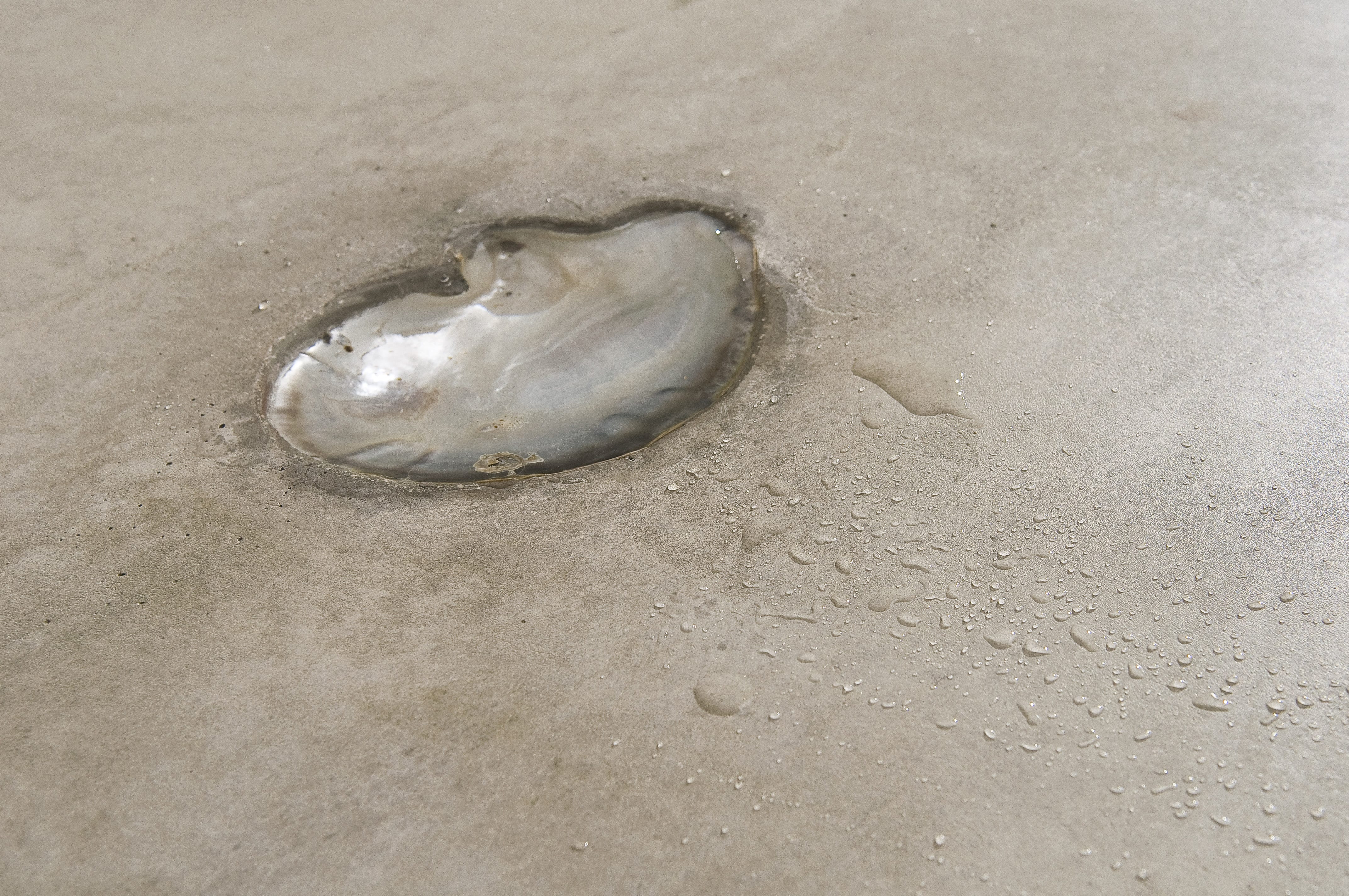 Alessandro_Piangiamore_14