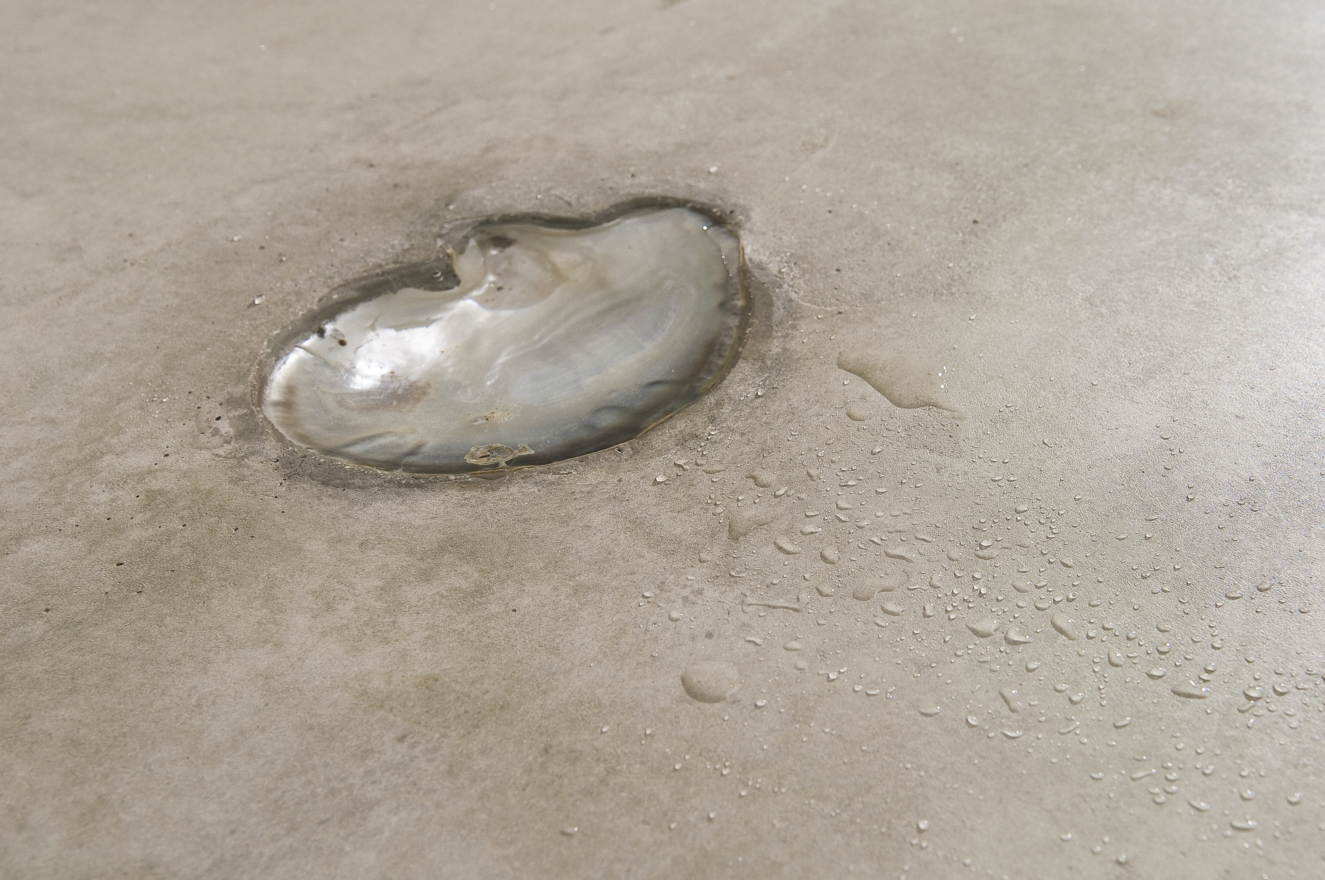 Alessandro_Piangiamore_14