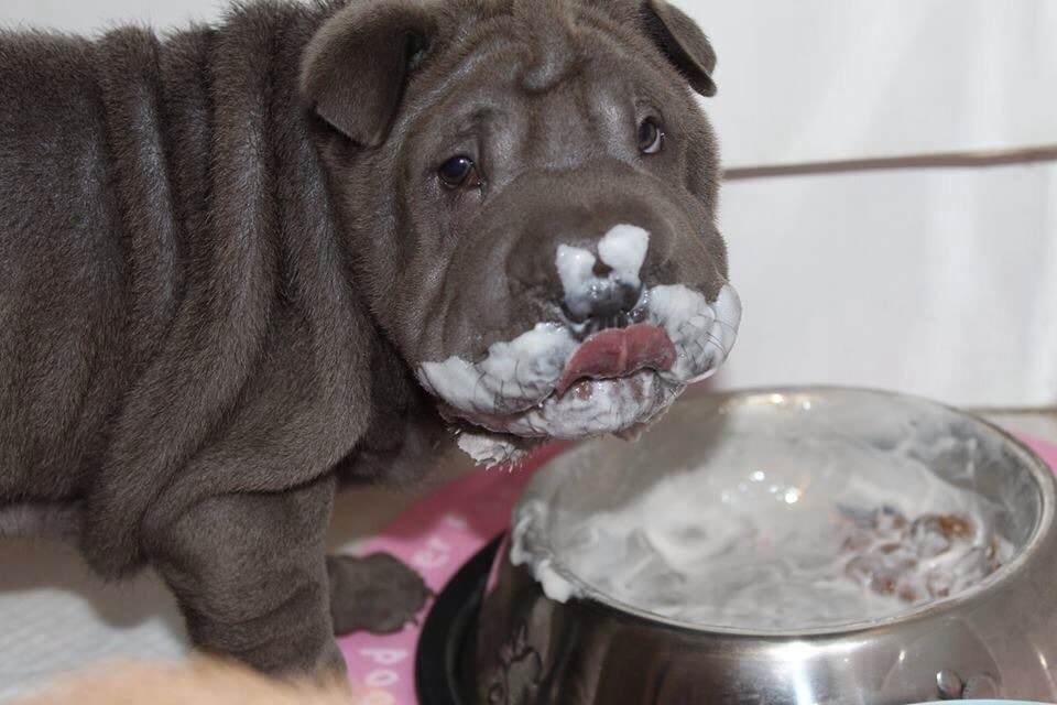 Foap-Sharpei_Puppy