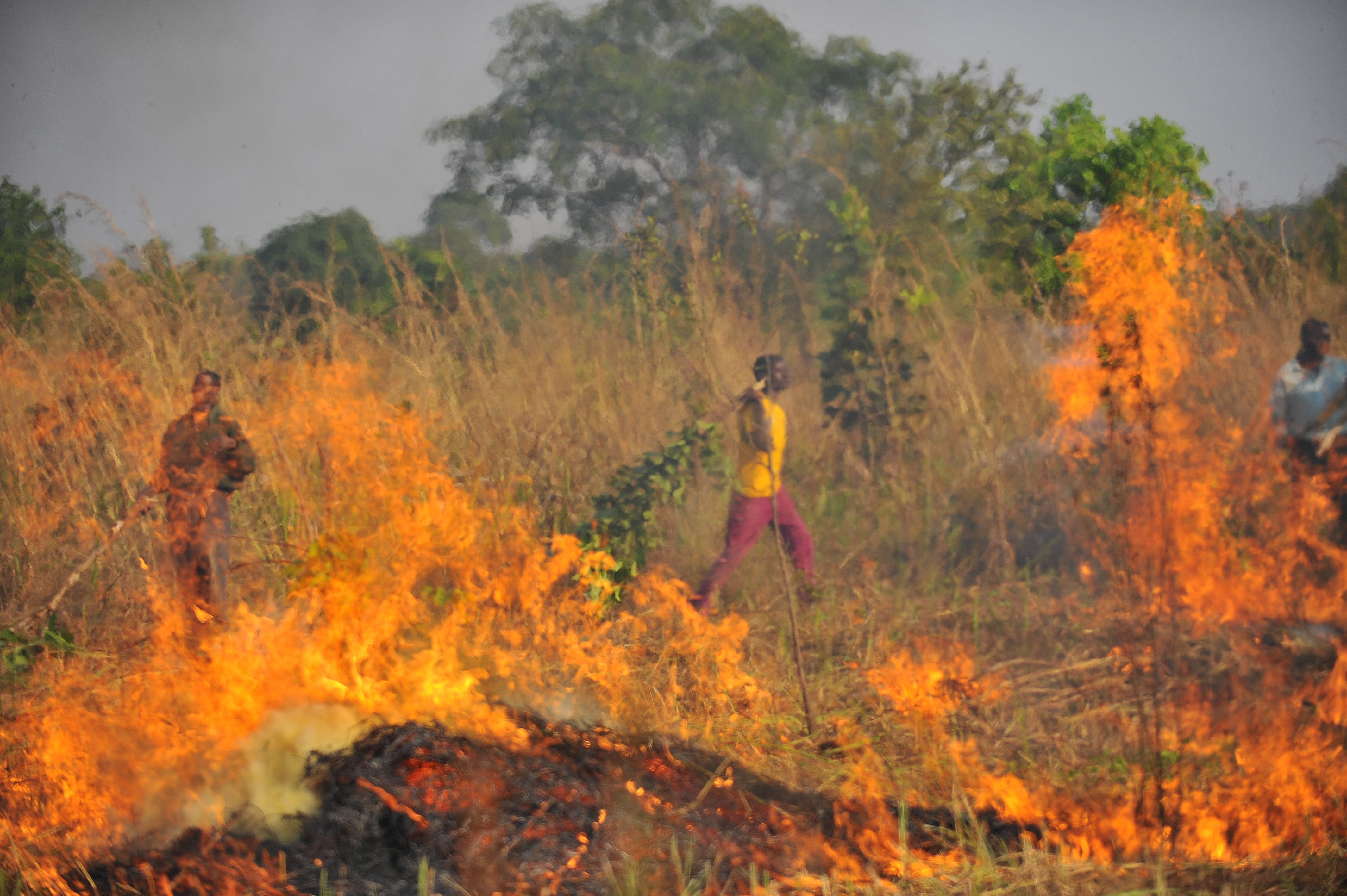 1 August 2012, Kigoma, Tanzania - Villagers performing a controlled burn of tall grass. FAO Project GCP/GLO/194/MUL - Strengthening Forest Resources Management and Enhancing its Contribution to Sustainable Development, Land use and Livelihoods. Reverse the loss of forest cover worldwide through sustainable forest management, including protection, restoration, afforestation and reforestation, and increase efforts to prevent forest degradation; Enhance forest-based economic, social and environmental benefits, including by improving the livelihoods of forest dependent people; Increase significantly the area of protected forests worldwide and other areas of sustainably managed forests, as well as the proportion of forest products from sustainably managed forests; and Reverse the decline in official development assistance for sustainable forest management and mobilize significantly increased new and additional financial resources from all sources for the implementation of sustainable forest management.