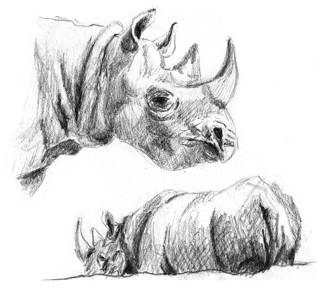 Scientific Illustration: Martina Bisaz