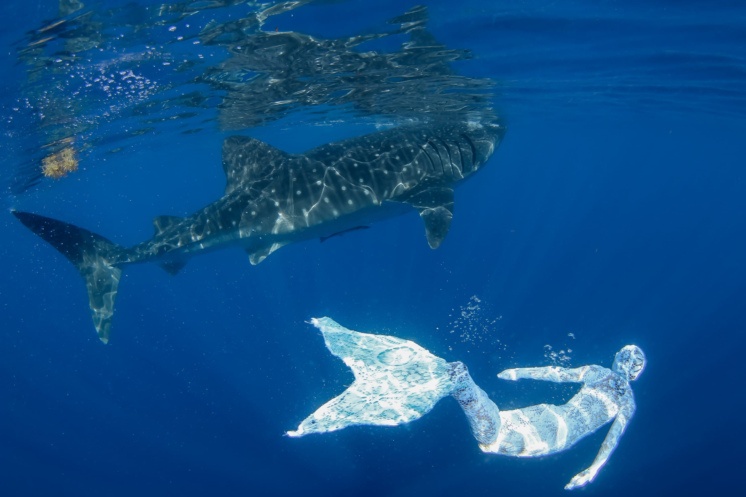 Whale Shark White Mermaid 1