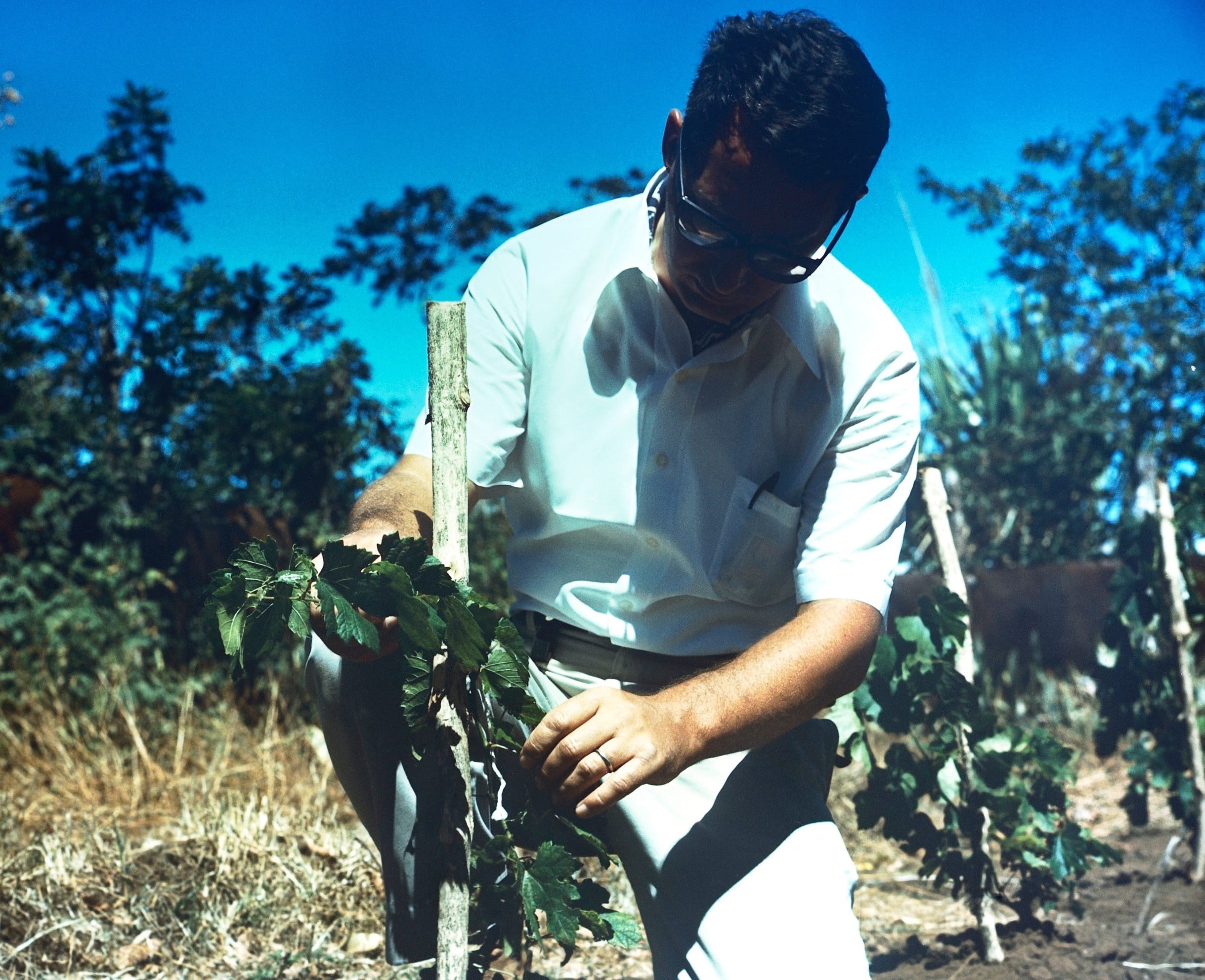 Agricultural Innovation: How Drip Irrigation Will Save Our Crops