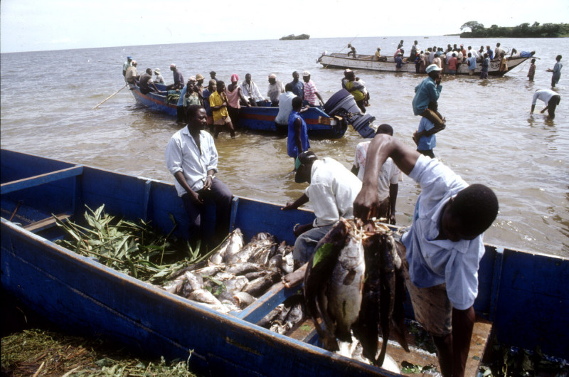 Unloading fish as part of the daily arrival of fishing boats on Lake Victoria near Entebbe.