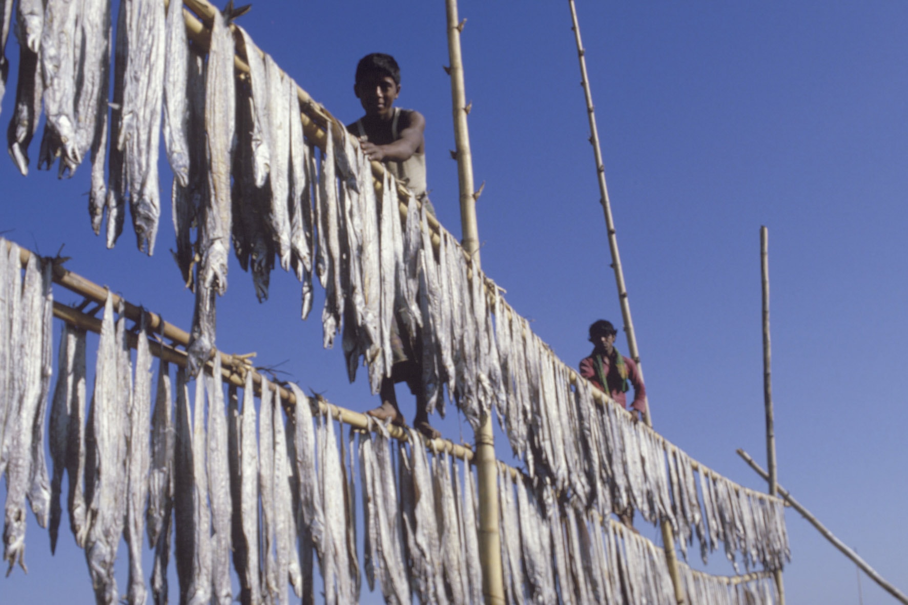Fish strung on bamboo poles to dry in the sun. They become as hard as wood and can then be stacked in piles. - - Strengthening Marine Fisheries Resource Management, Research and Development. With FAO/UNDP help, the Bangladesh Government is surveying the fish resources of the Bay of Bengal, particularly those areas lying within its Exclusive Economic Zones (EEZ). The survey extends also to brackish waters and estuaries. The country's current five-year programme also includes increasing and improving onshore facilities for fish treatment, training in diversified fishing technologies, and the expansion of the coastal and offshore fishing fleet.