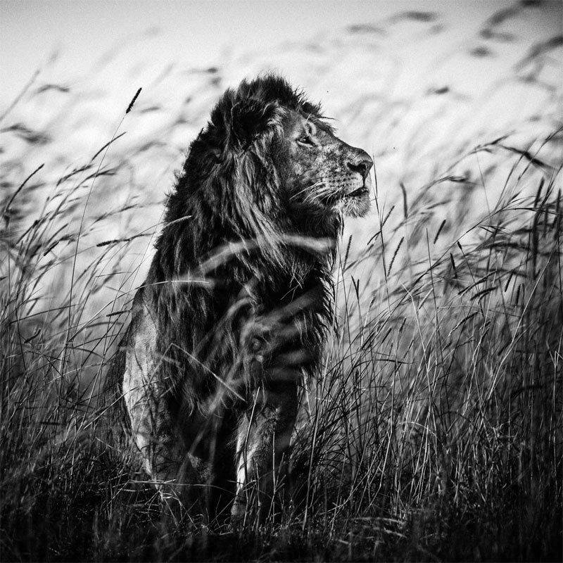 3759-Lion in the grass I, Kenya 2013 © Laurent Baheux