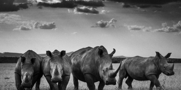 Reestablishing A Connection: Interview with Laurent Baheux