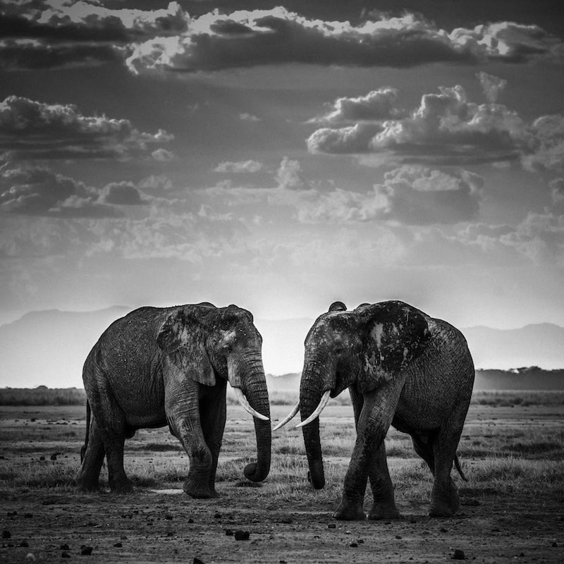 4818-Elephant-The road is closed, Kenya 2015 © Laurent Baheux