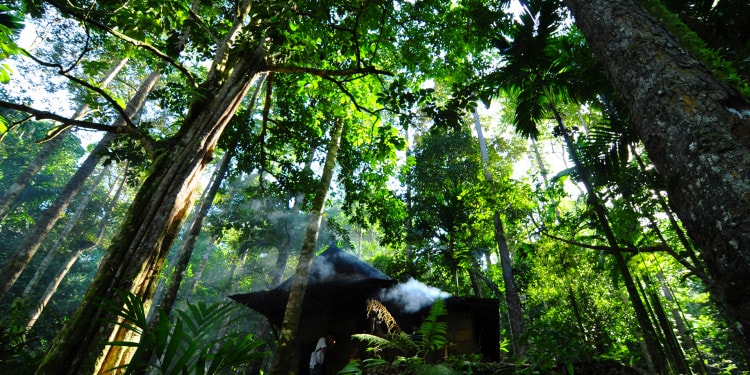 How a Pope Saved a Forest