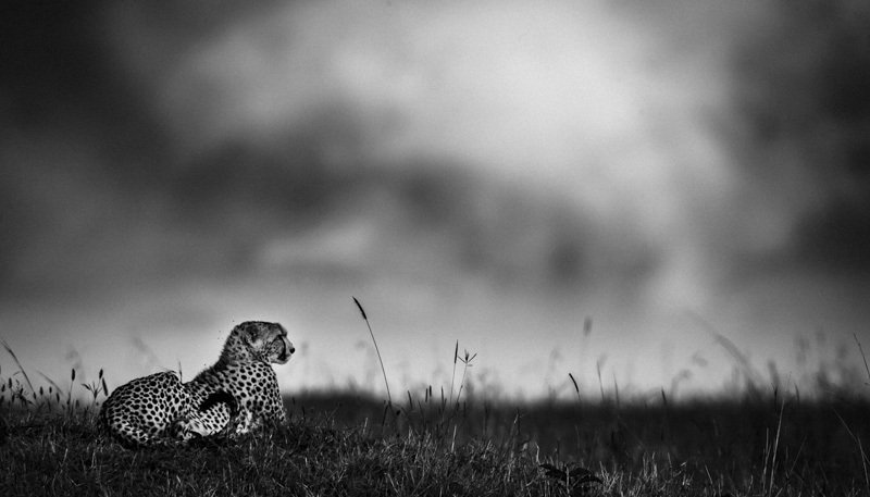 5867-Cheetah before the rain, Kenya 2006 © Laurent Baheux