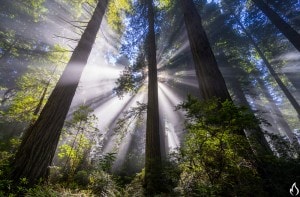 AndyBest_InstrumentRedwoods-4-L