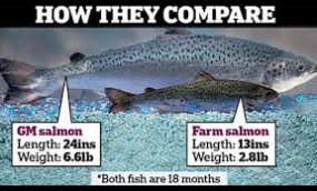 Eating 2.0: GM salmon vs. farmed salmon (Source)