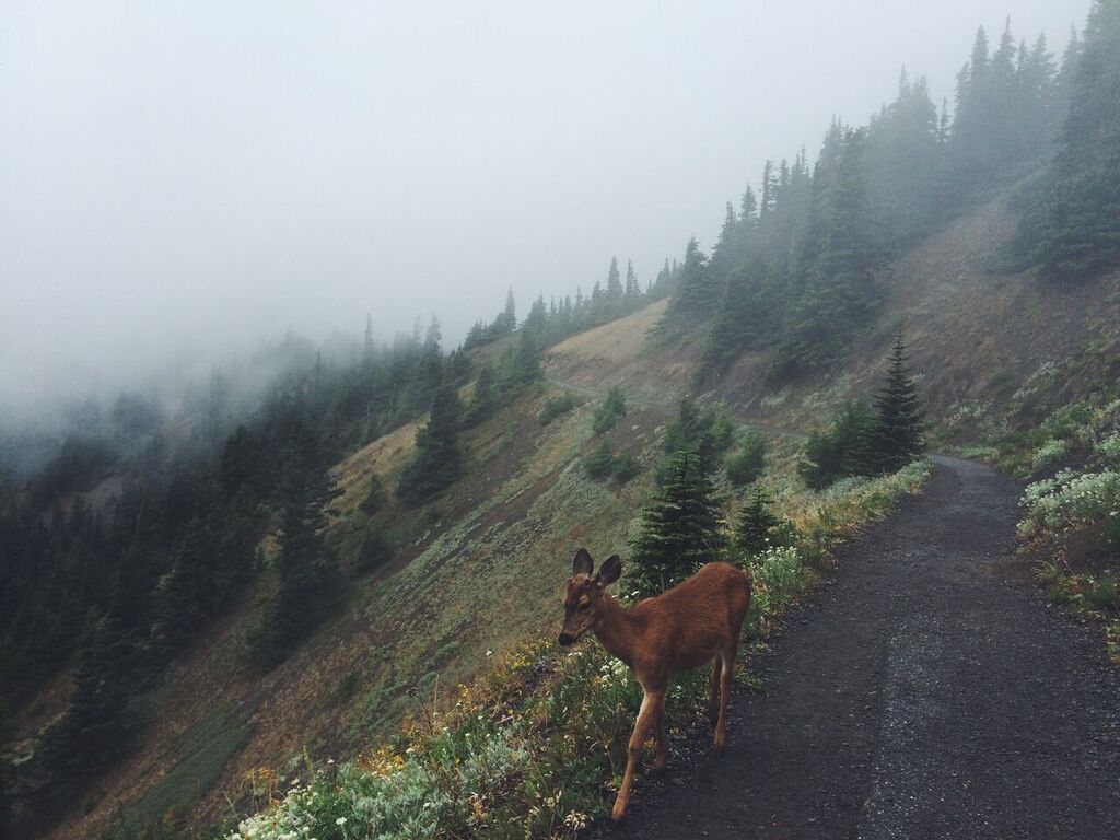 Telling Stories with Landscapes: an Interview with Robin May Fleming