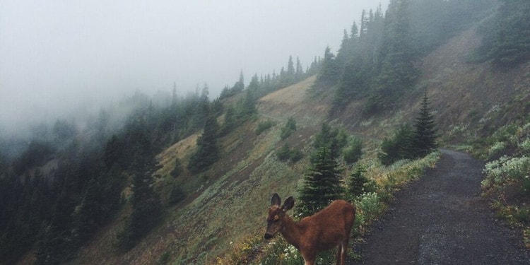 Telling Stories with Landscapes: an Interview with Robin May Fleming