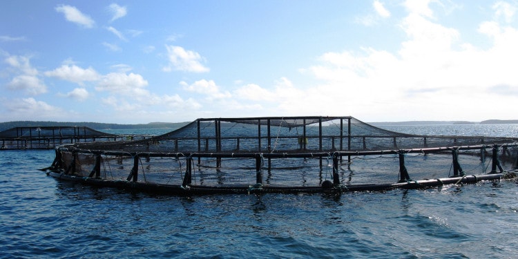 FARMING IN WATER: THE CHALLENGES OF AQUACULTURE