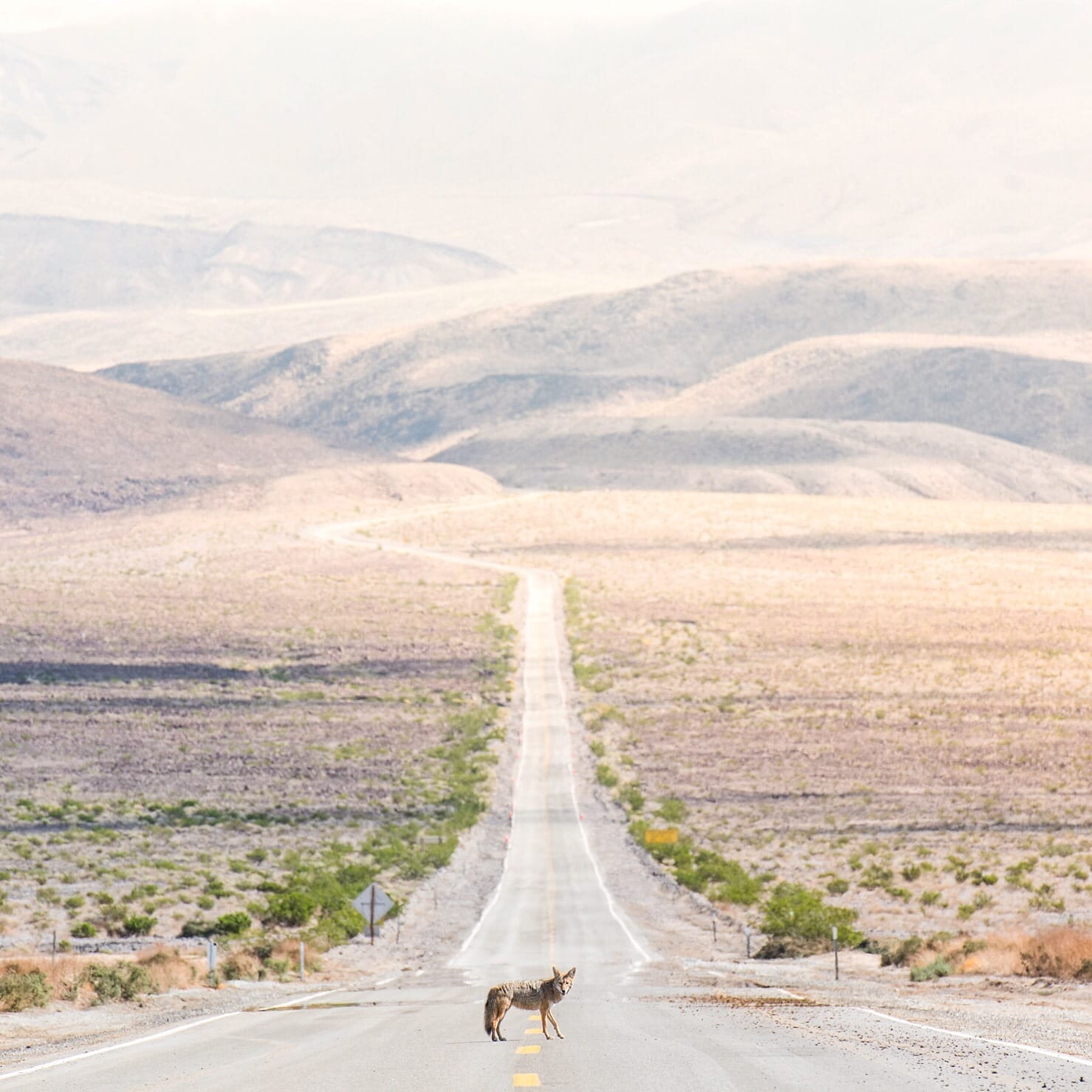 Exposing the Magic that we Seek: Oliver Vegas