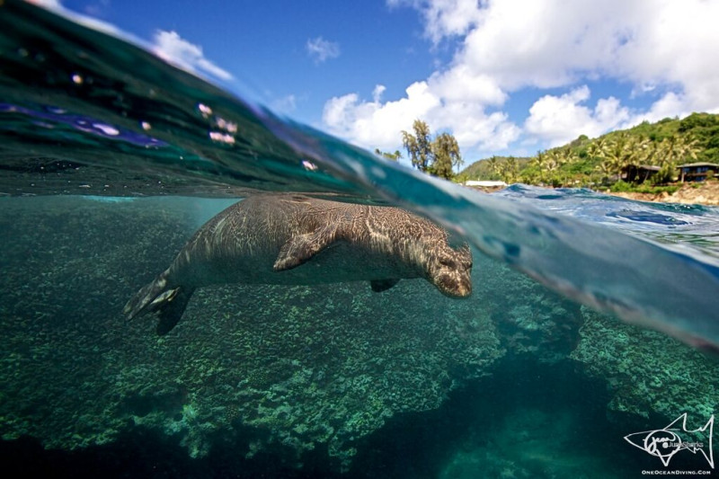 An Interview with Juan Oliphant Underwater Photographer and