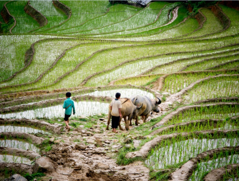 Food and Agriculture in Viet Nam_Impakter