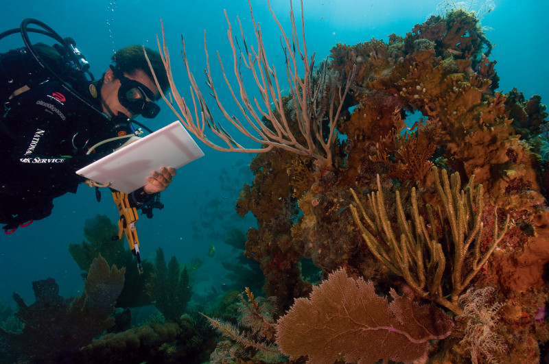 Coral-reef-measurments