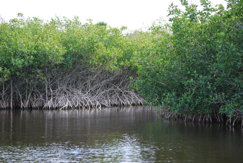 Mangrove-forest