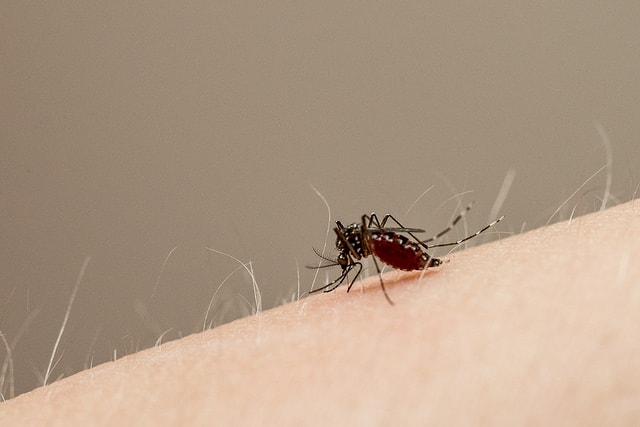 Olympic 2016 Preview: The Zika Virus