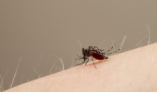 Olympic 2016 Preview: The Zika Virus